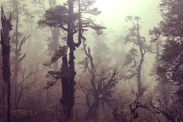Himalaya Dağları'nda orman — Stok fotoğraf