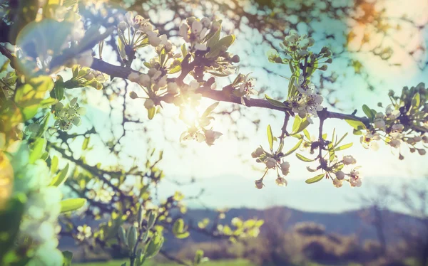 Cereja florescendo no jardim — Fotografia de Stock