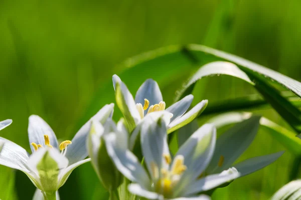 Las nevadas en temporada de primavera — Foto de Stock