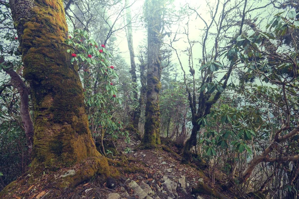 Selva nas montanhas do Himalaia — Fotografia de Stock