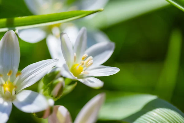 Gotas de neve na primavera — Fotografia de Stock