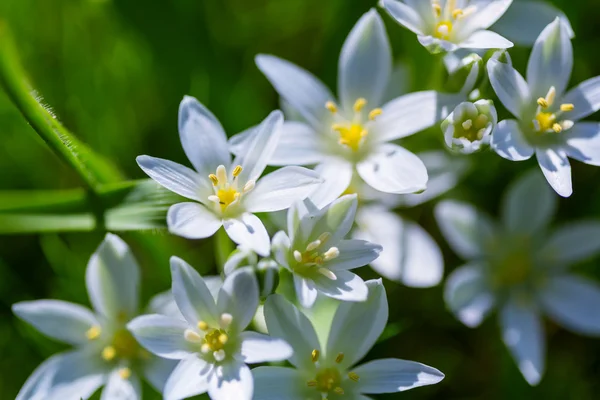 Gouttes de neige au printemps — Photo