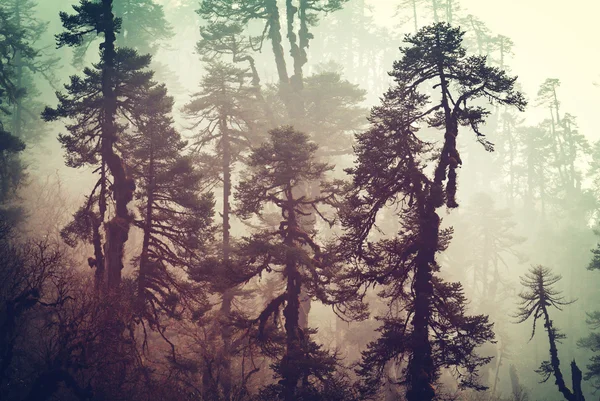 Selva en las montañas del Himalaya — Foto de Stock