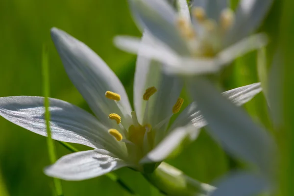 Gouttes de neige au printemps — Photo