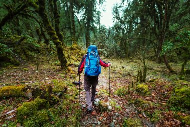 Uzun yürüyüşe çıkan kimse Himalaya ormanlarda