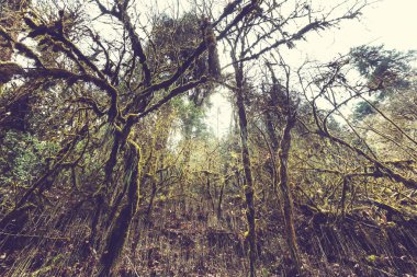 Himalaya Dağları'nda orman