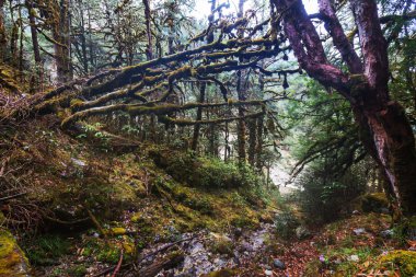 Himalaya Dağları'nda orman