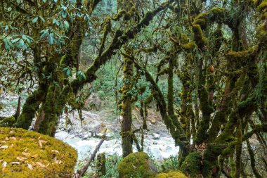 Himalaya Dağları'nda orman