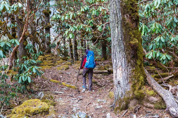 Wanderer im Dschungel des Himalaya — Stockfoto