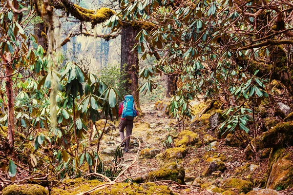 Uzun yürüyüşe çıkan kimse Himalaya ormanlarda — Stok fotoğraf