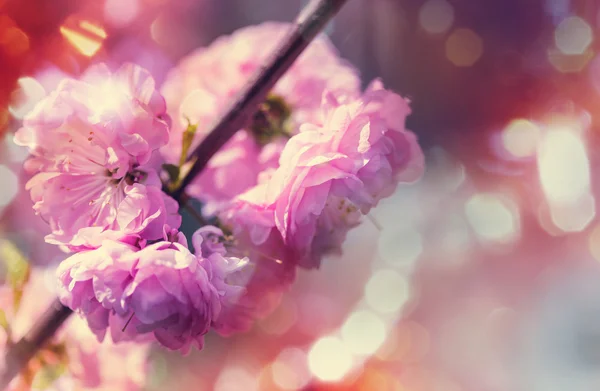 Mandelträd blommor — Stockfoto
