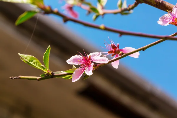 Árbol floreciente con flores rosadas —  Fotos de Stock