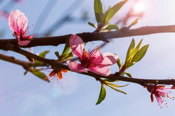 Blossoming tree with pink flowers — Stock Photo, Image