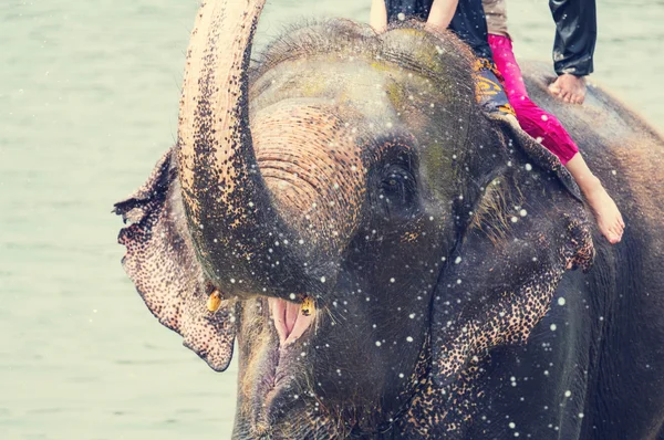 Elephant bathing in river — Stock Photo, Image