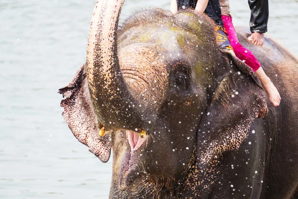 Banho de elefante no rio — Fotografia de Stock