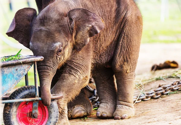 Elefante neonato in Nepal — Foto Stock