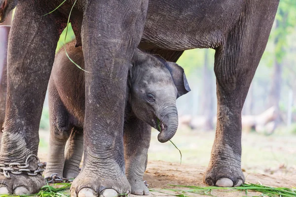 Baby elephant in Nepal — Stock Photo, Image