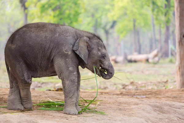 Baby elephant in Nepal — Stock Photo, Image