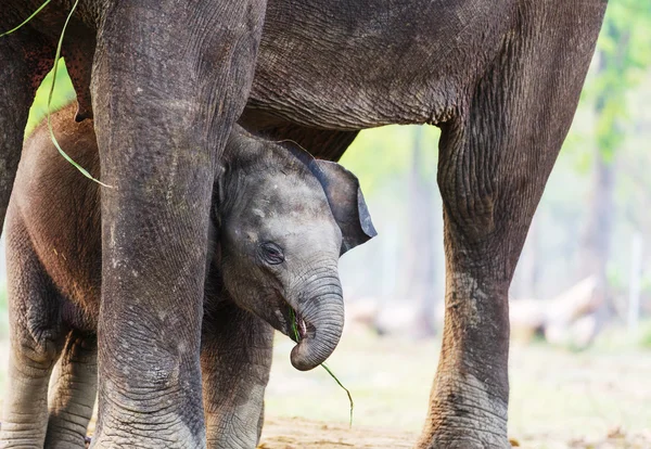 Младенец-слон в Непале — стоковое фото