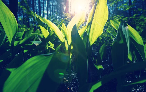 Rainforest piękny zielony — Zdjęcie stockowe