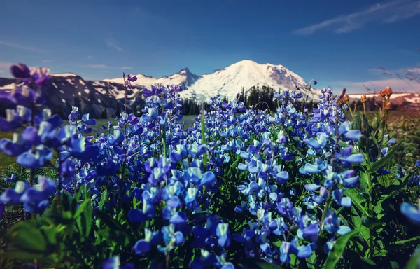 美しい山の牧草地 — ストック写真