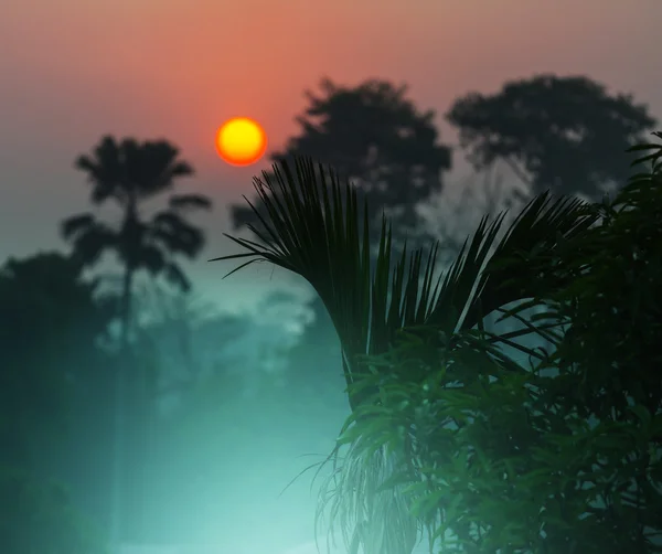 Jungle in Himalaya mountains — Stock Photo, Image