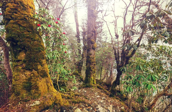 Jungle in Himalaya gebergte — Stockfoto