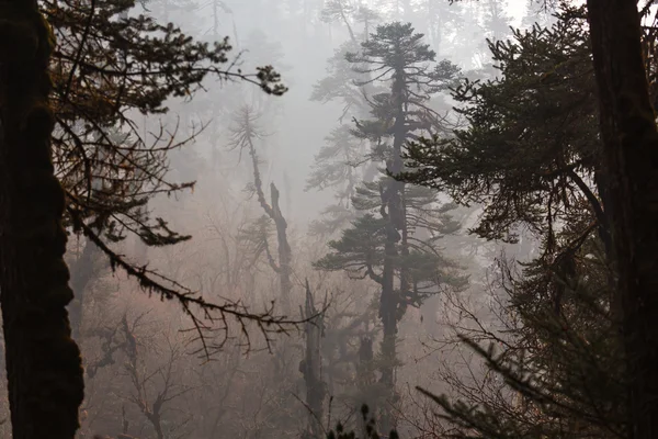 Jungle in Himalaya gebergte — Stockfoto