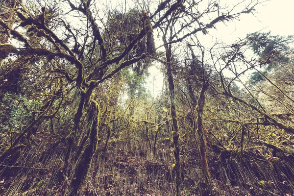 Selva nas montanhas do Himalaia — Fotografia de Stock