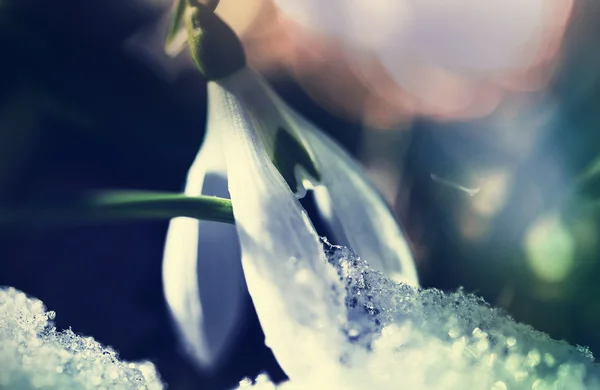 Lindas flores de primavera snowdrop — Fotografia de Stock