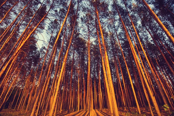 Día soleado en el bosque — Foto de Stock