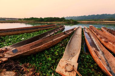 Arka plan üzerindeki Nepal'deki Chitwan