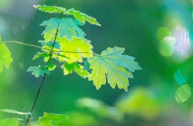 Bahçedeki yeşil yapraklar