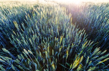 Buğday alan, yakın u