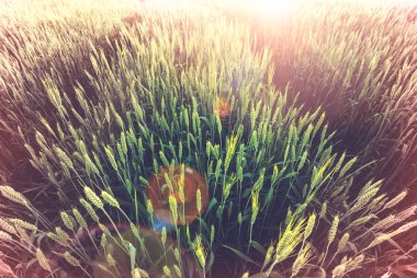 Buğday alan, yakın u