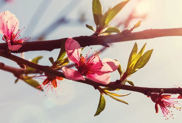 Hermosa escena de primavera — Foto de Stock