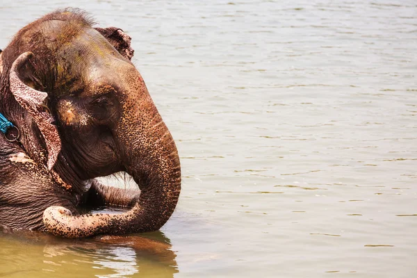 Banho de elefante no rio , — Fotografia de Stock