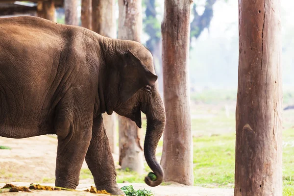 Elefante neonato nel Parco Nazionale di Chitvan — Foto Stock