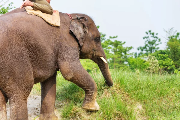 Elefante neonato nel Parco Nazionale di Chitvan — Foto Stock