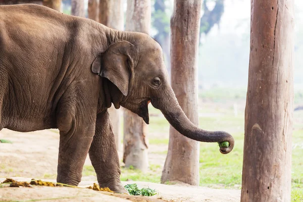Слоненок в Читванском национальном парке — стоковое фото