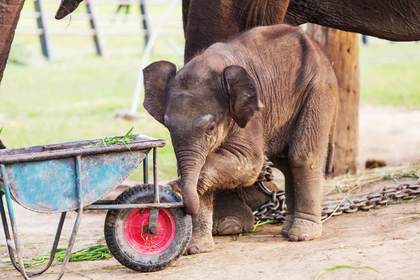 Baby elephant in Chitvan National Park — Stock Photo, Image