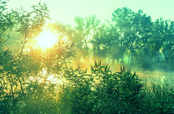 Rivier mist in het zomerseizoen — Stockfoto