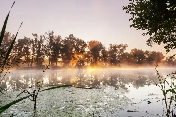 Ποτάμι ομίχλης στη θερινή περίοδο — Φωτογραφία Αρχείου