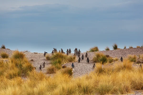 Pingouins de Magellan en Patagonie — Photo