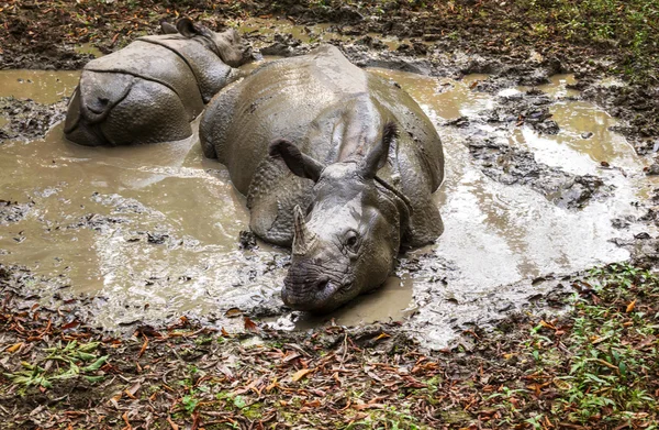 Rhino mange l'herbe dans la nature — Photo