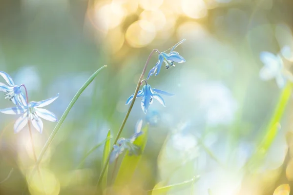 Gouttes de neige au printemps — Photo