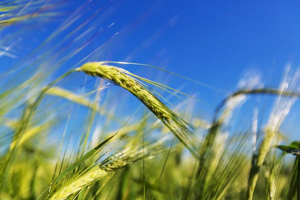 Campo de trigo, cerca de u —  Fotos de Stock