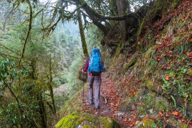 Uzun yürüyüşe çıkan kimse Himalaya ormanlarda