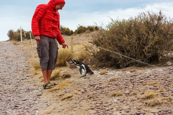 Pingüino magallánico en la Patagonia —  Fotos de Stock