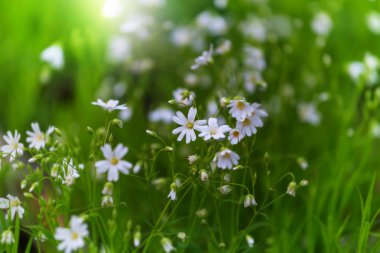 Güzel bahar çiçekleri